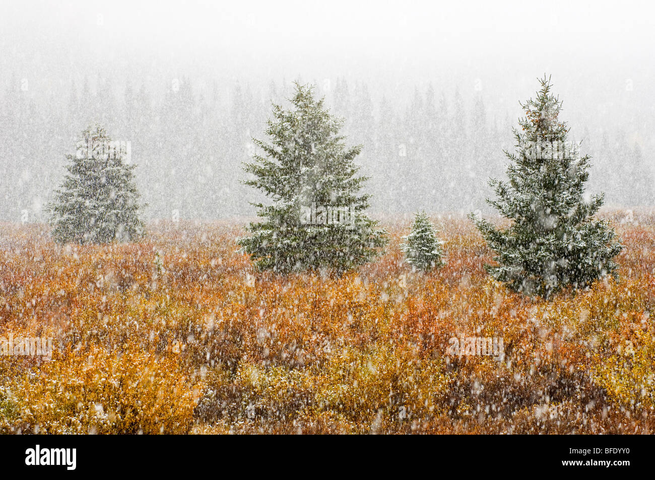 Neige sur meadow en couleurs de l'automne, Banff National Park, Alberta, Canada Banque D'Images