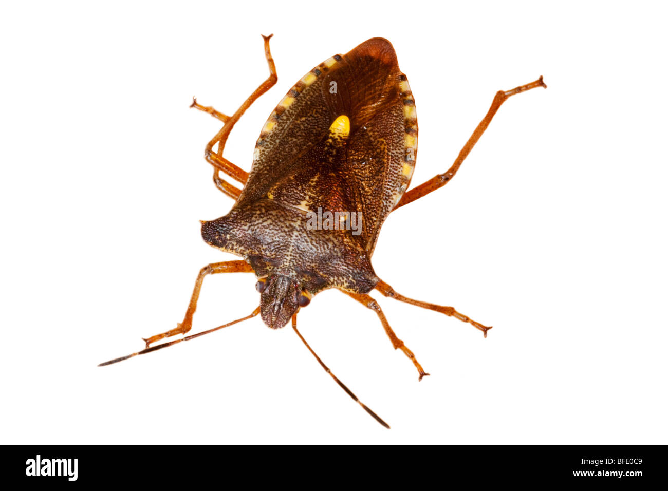 Découpe de macro d'une forêt d'image rufipe Pentatoma Bug Banque D'Images