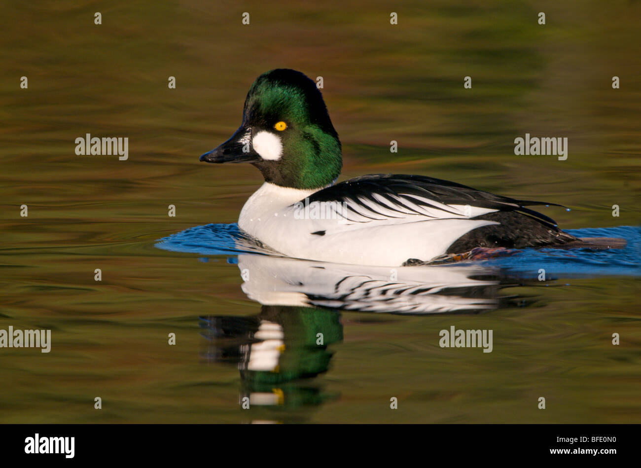Le Garrot à œil d'or (Bucephala clangula) dans la lagune Esquimalt, Victoria, île de Vancouver, Colombie-Britannique, Canada Banque D'Images