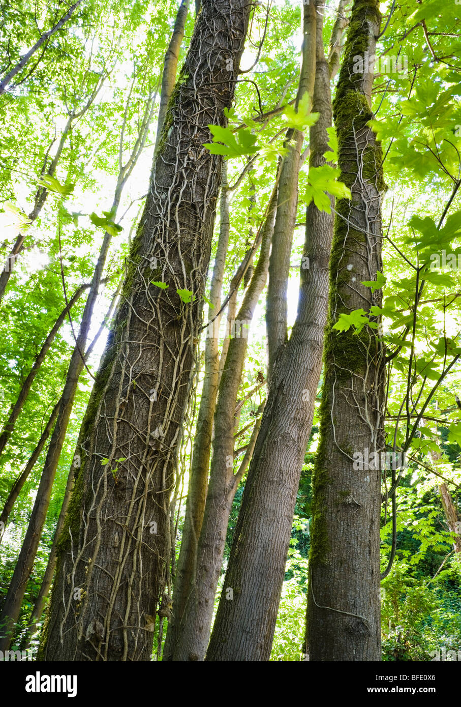 Les efforts de conservation couper le lierre envahissant le tuer sur les arbres. West Seattle, Washington, USA. Banque D'Images