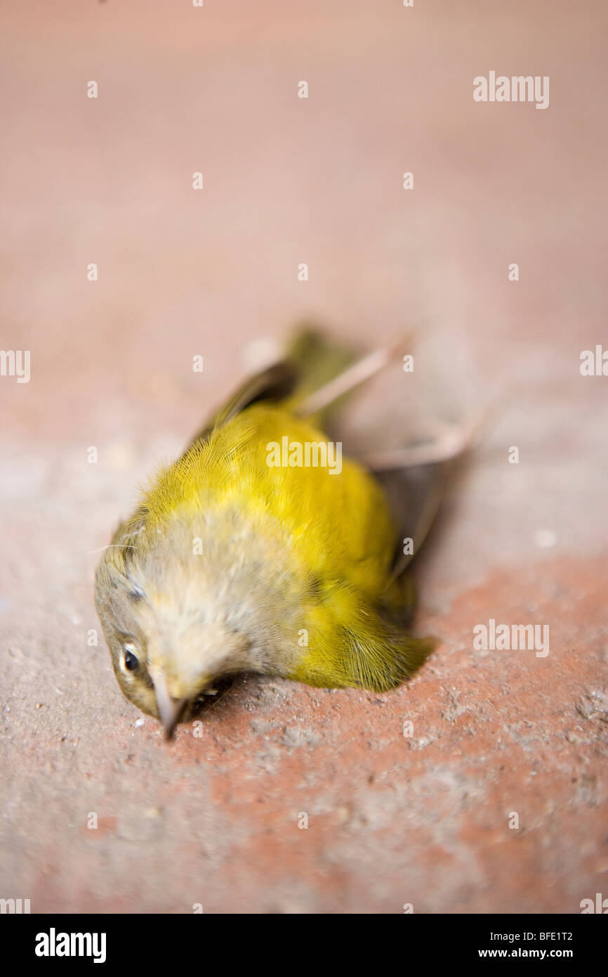 Oiseau mort au sol Banque de photographies et d’images à haute résolution Alamy