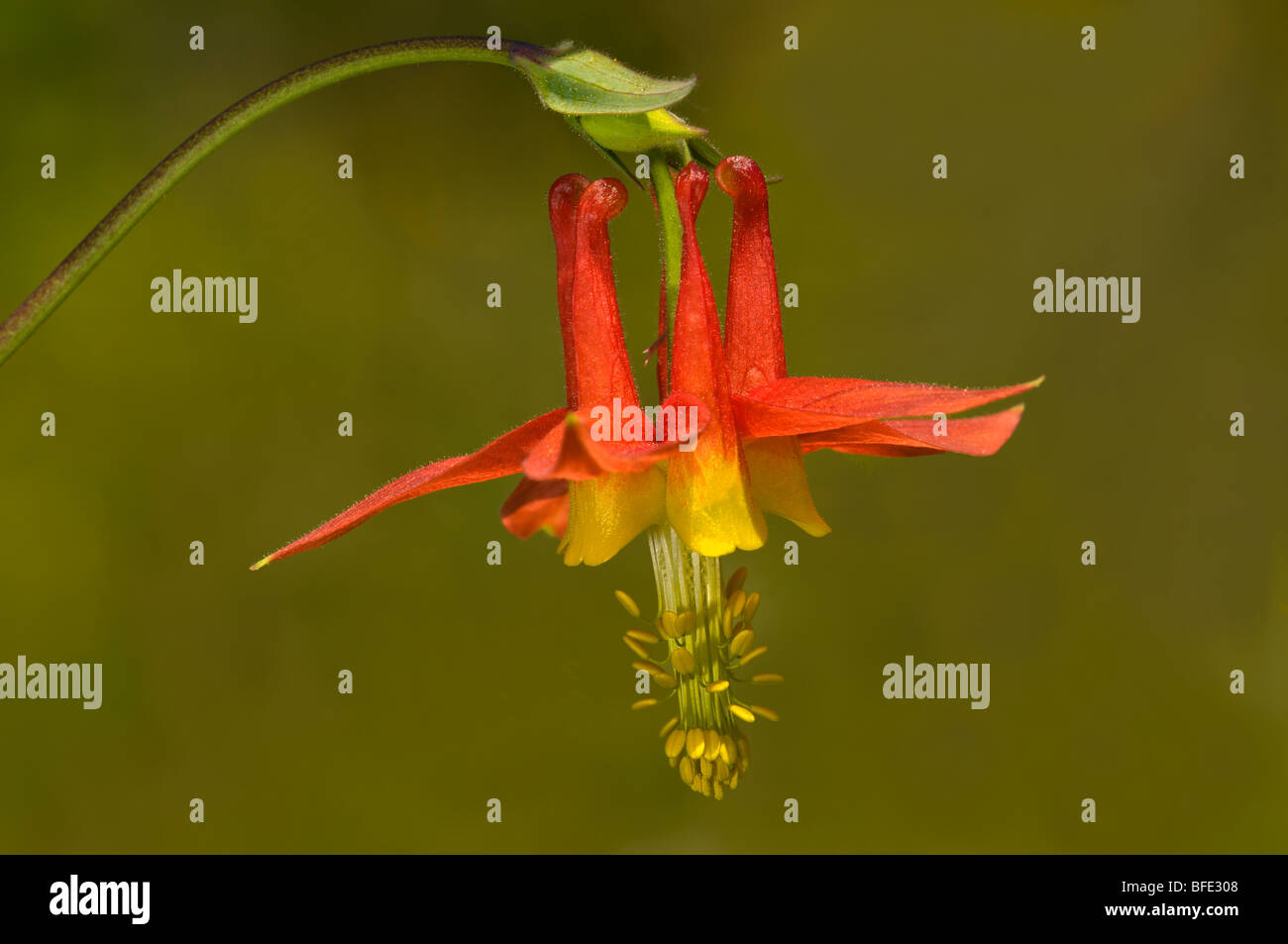 Ancolie (Aquilegia canadensis rouge), Saanich, Colombie-Britannique, Canada Banque D'Images
