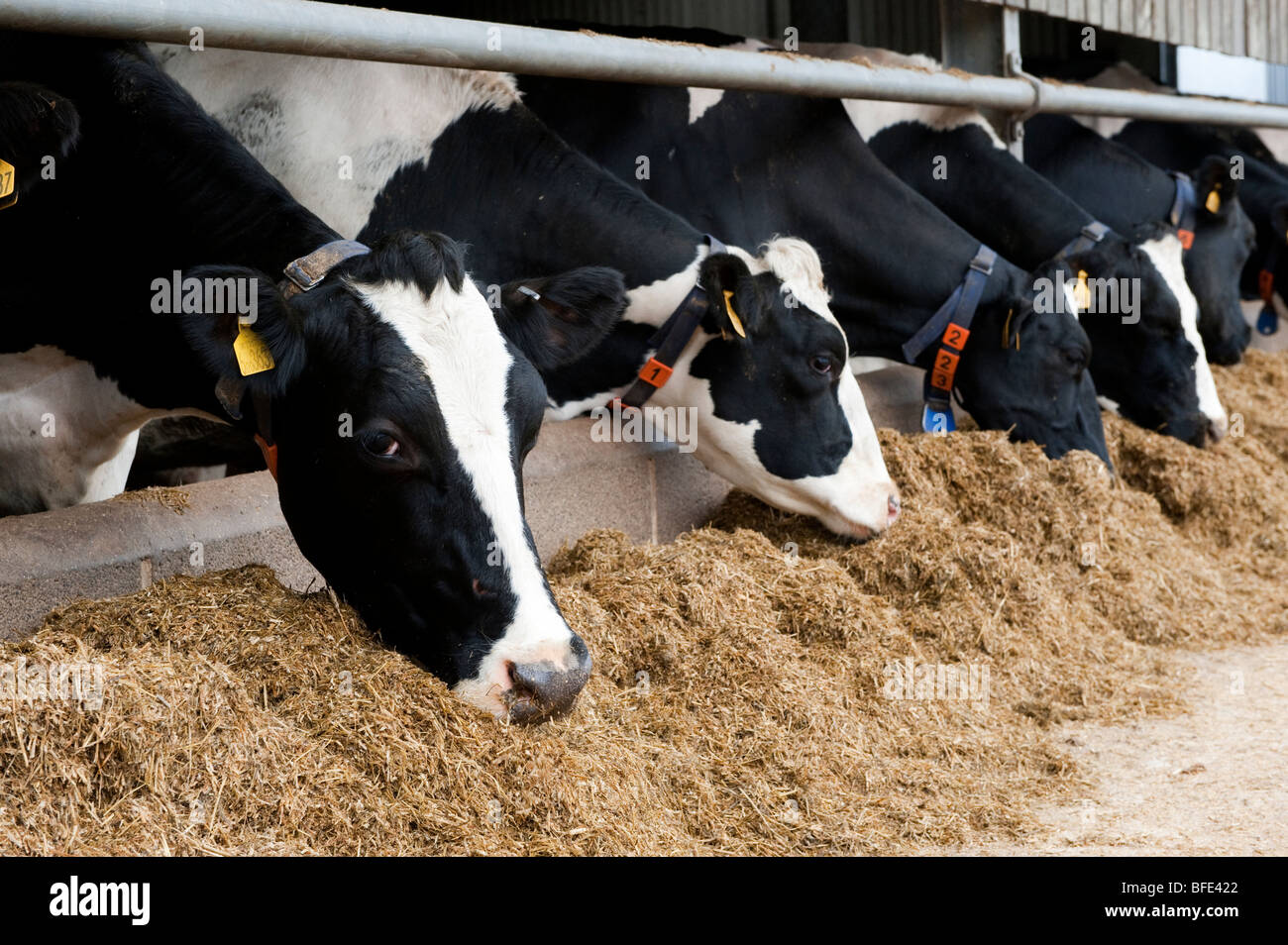 Les bovins laitiers manger une ration de mélange maison derrière la barrière d'alimentation. Banque D'Images