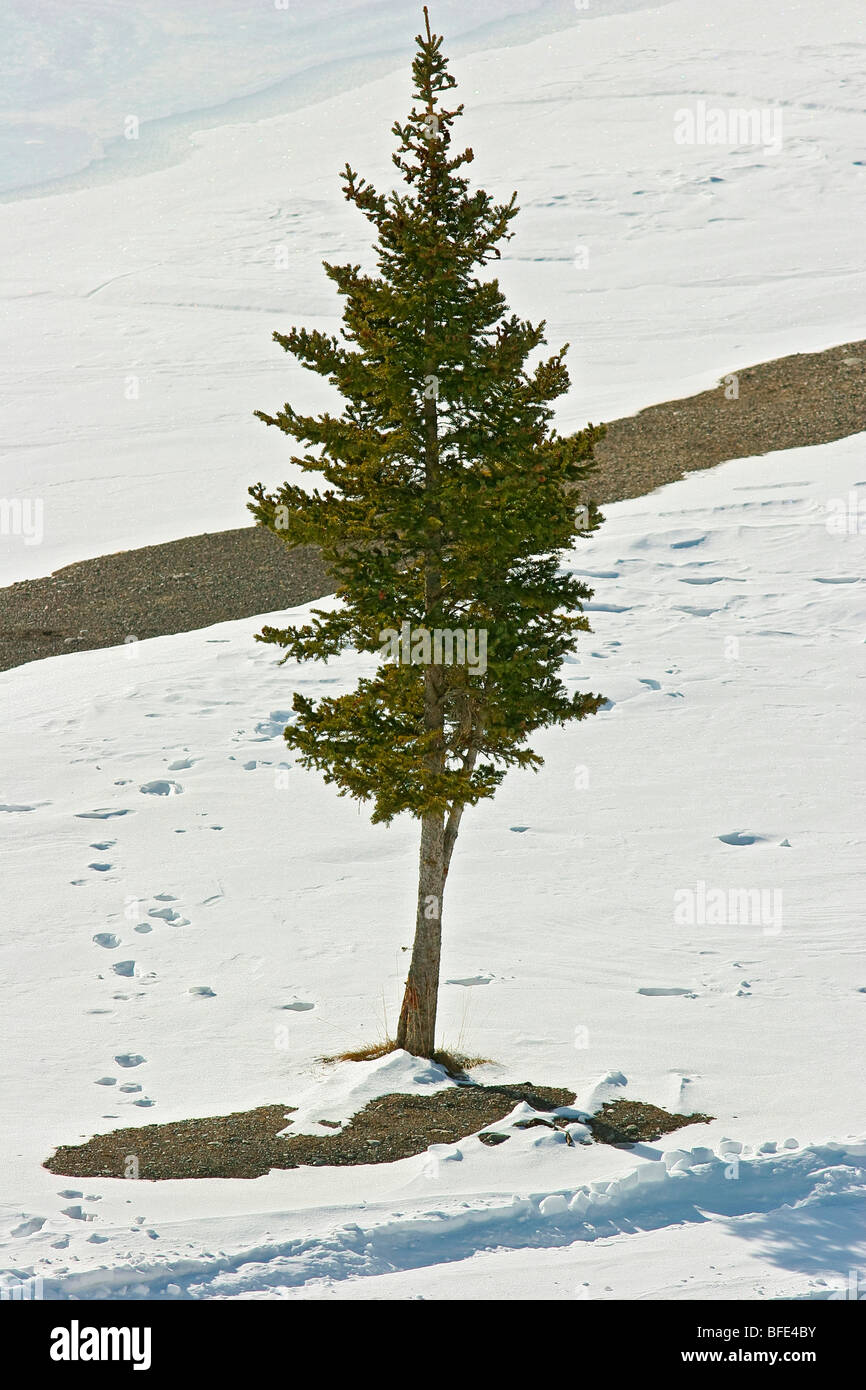 Sapin solitaire dans les Rocheuses canadiennes au cours de l'hiver. Banque D'Images