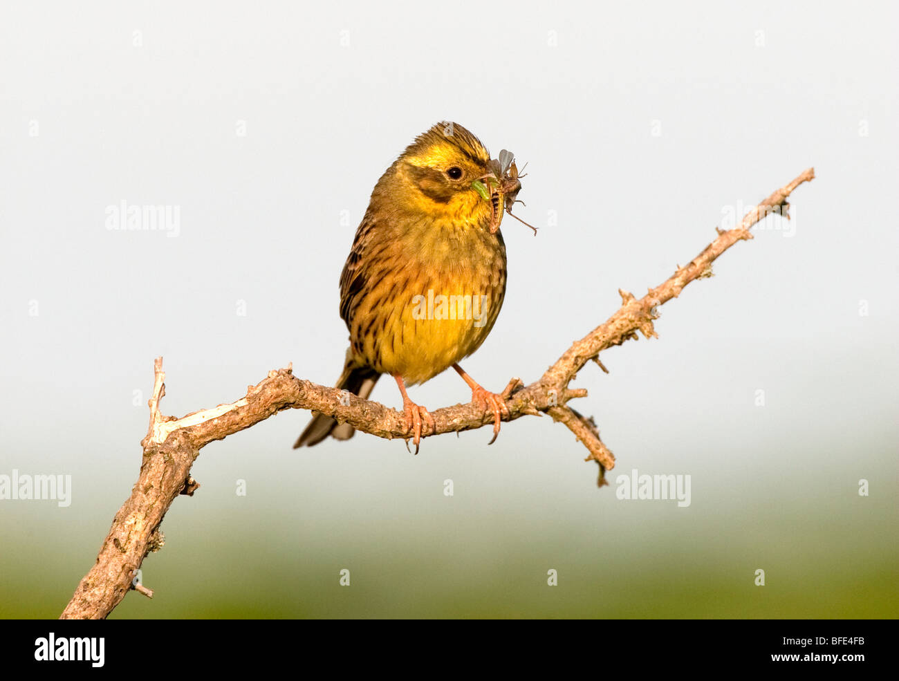 Emberiza citrinella Yellowhammer, avec le projet de loi d'insectes Banque D'Images