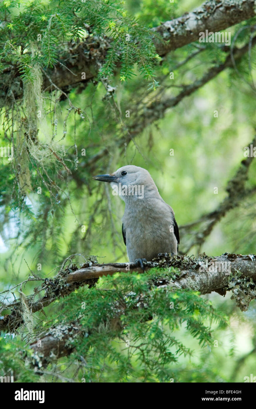 Un cassenoix (Nucifraga columbiana) perches dans la forêt à Manning Provincial Park, British Columbia, Canada Banque D'Images