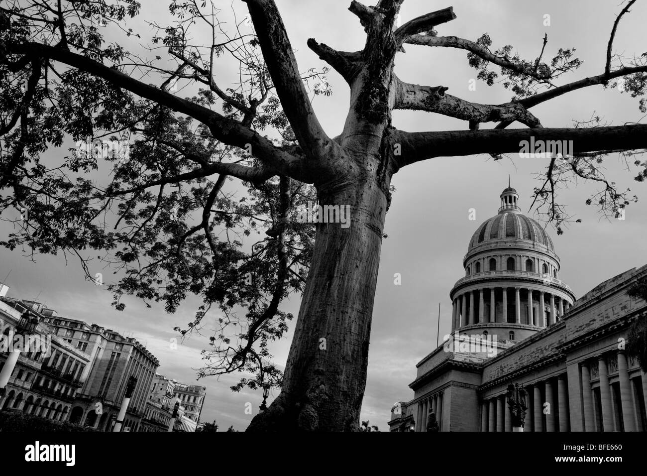 Un large arbre ramifié pendant un jour de tempête nuageux en face du Capitole (el capitolio) à la Havane, Cuba. Banque D'Images