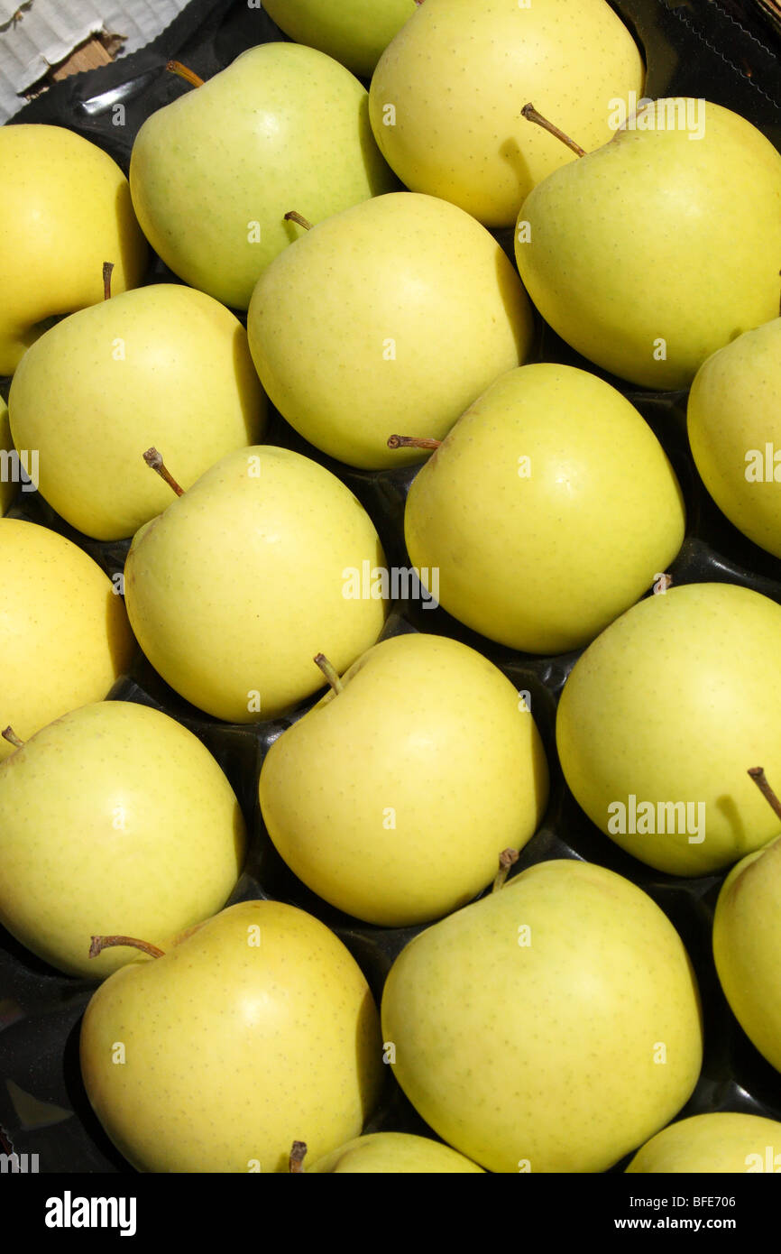 Jaune mûres pommes Golden Delicious Malus Espèce Famille Rosaceae Banque D'Images