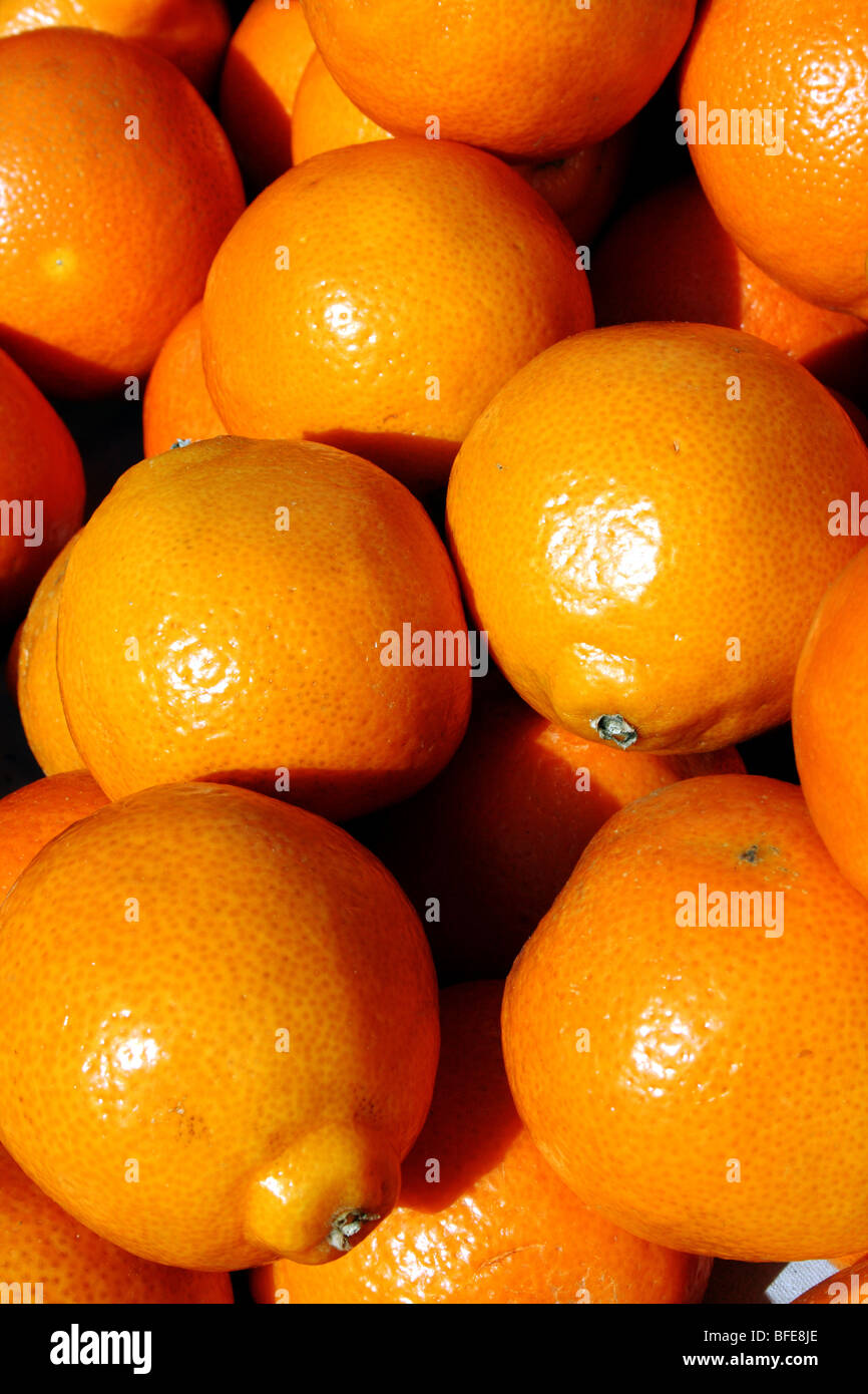 Les oranges un agrume riche en vitamine C dans la famille Rutaceae Banque D'Images