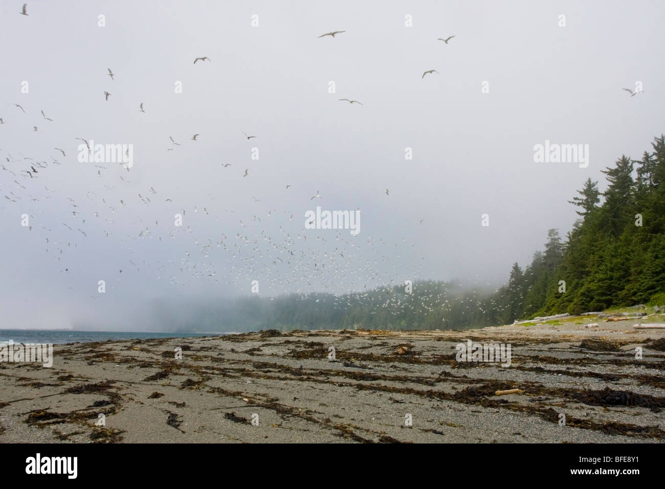 La plage le long de la piste de la côte ouest de l'île de Vancouver, Colombie-Britannique, Canada Banque D'Images