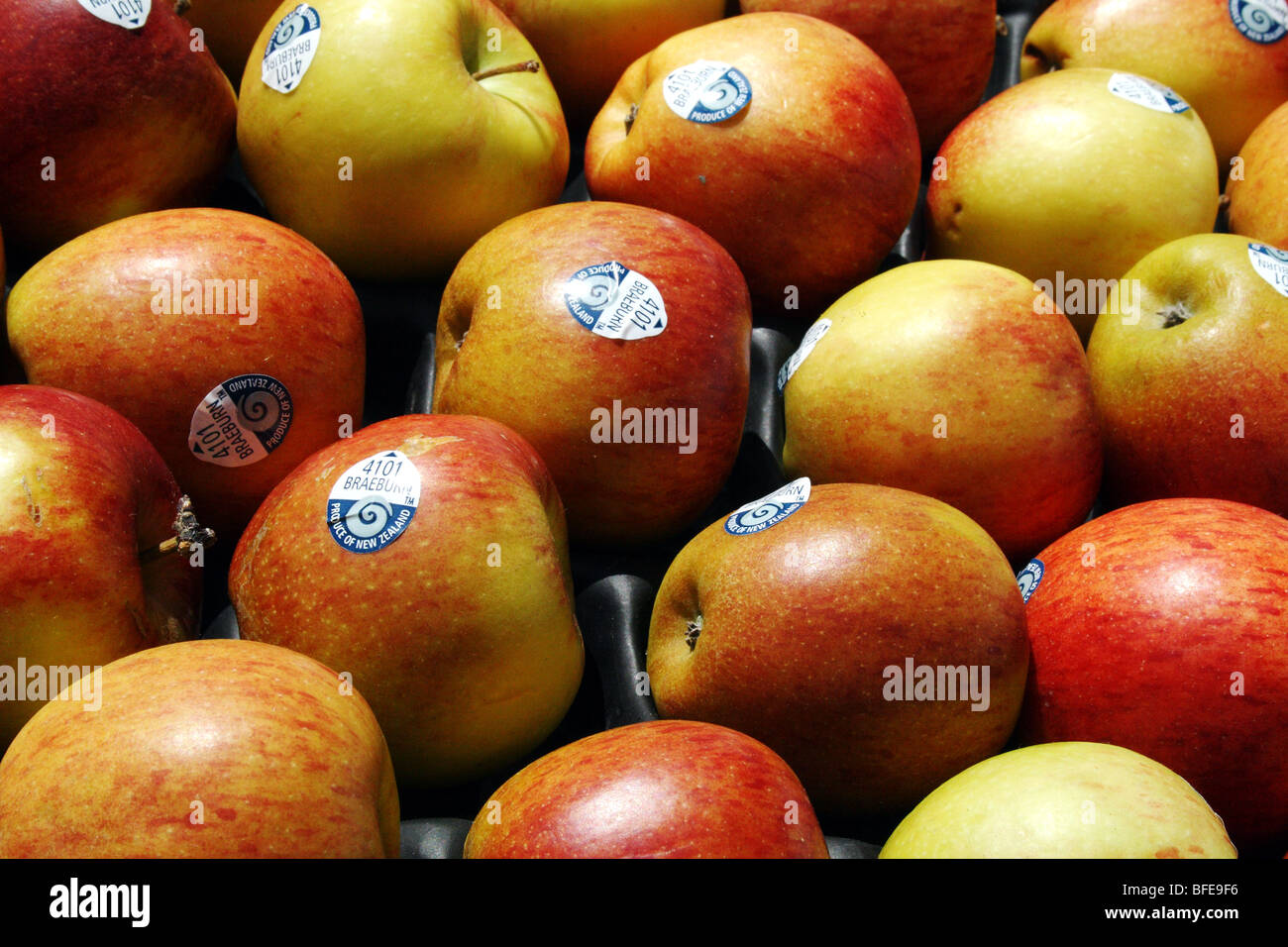 Pommes Braeburn Malus Espèce Famille Rosaceae Banque D'Images