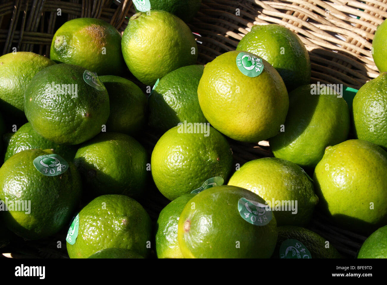Limes vert un agrume de la famille des Rutaceae Banque D'Images