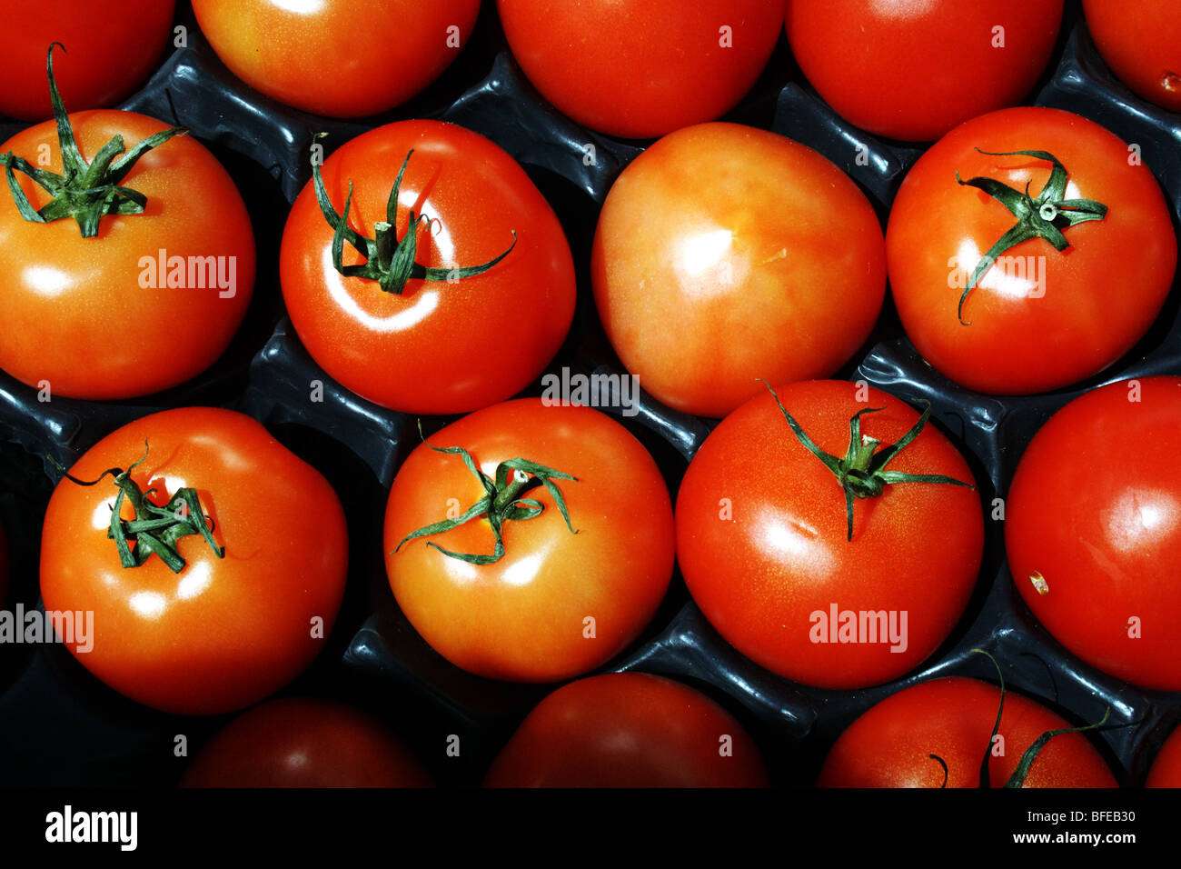 Les tomates rouges Solanum lycopersicum Famille des Solanacées une salade salades de légumes utilisés dans la cuisine etc Banque D'Images
