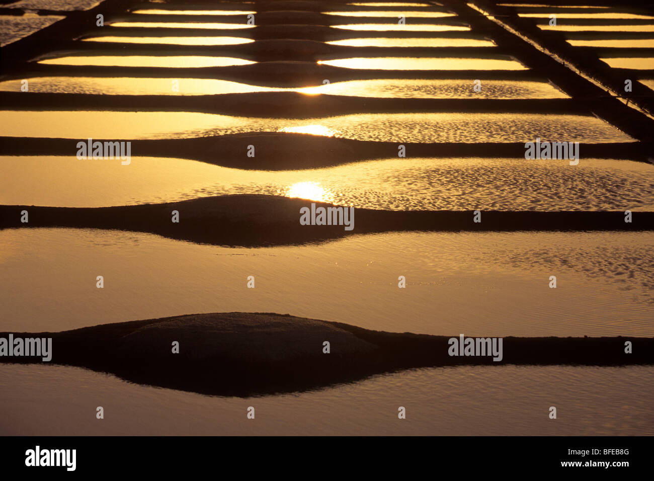 France Pays de la Loire Vendée (85 ) l'île de Noirmoutier marais Banque D'Images