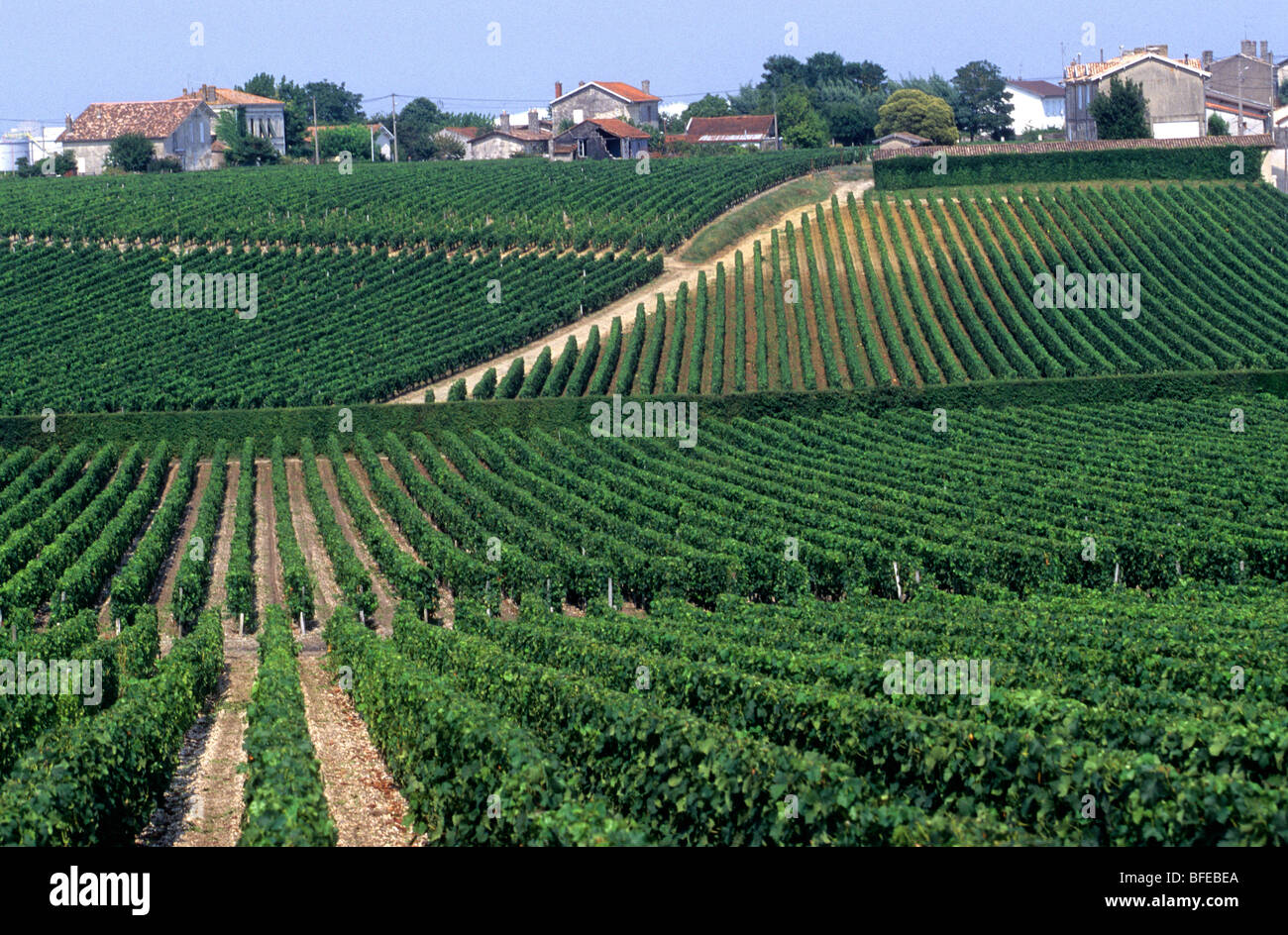 France Aquitaine Gironde ( 33 ) Pauillac (Médoc) vignoble de Pauillac Banque D'Images