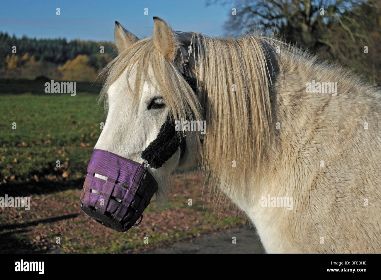 Highland pony portant un museau de pâturage pour limiter l'alimentation. Banque D'Images