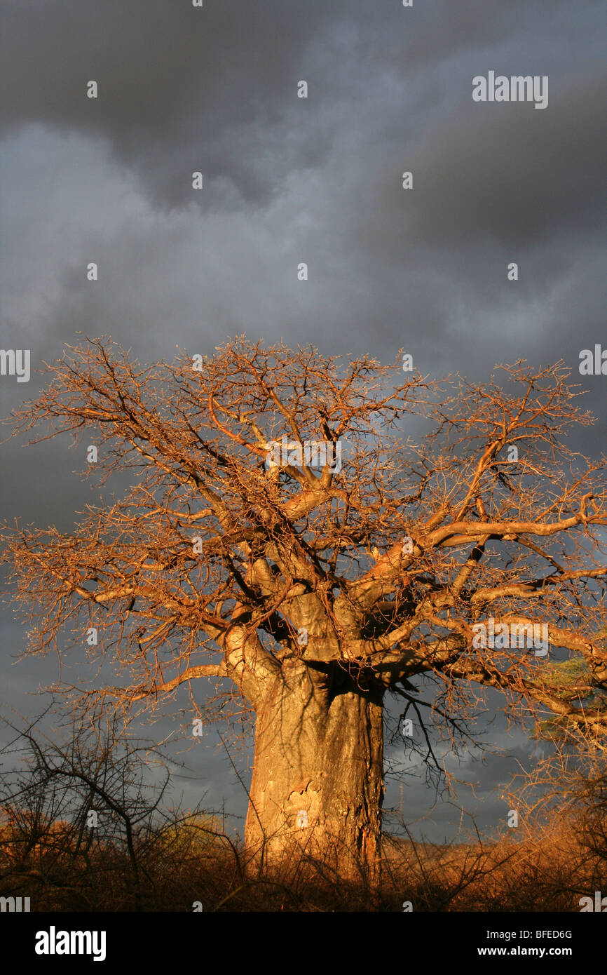 Baobab Adansonia digitata avec un ciel orageux, pris près de Yaeda Chini, Tanzanie Banque D'Images