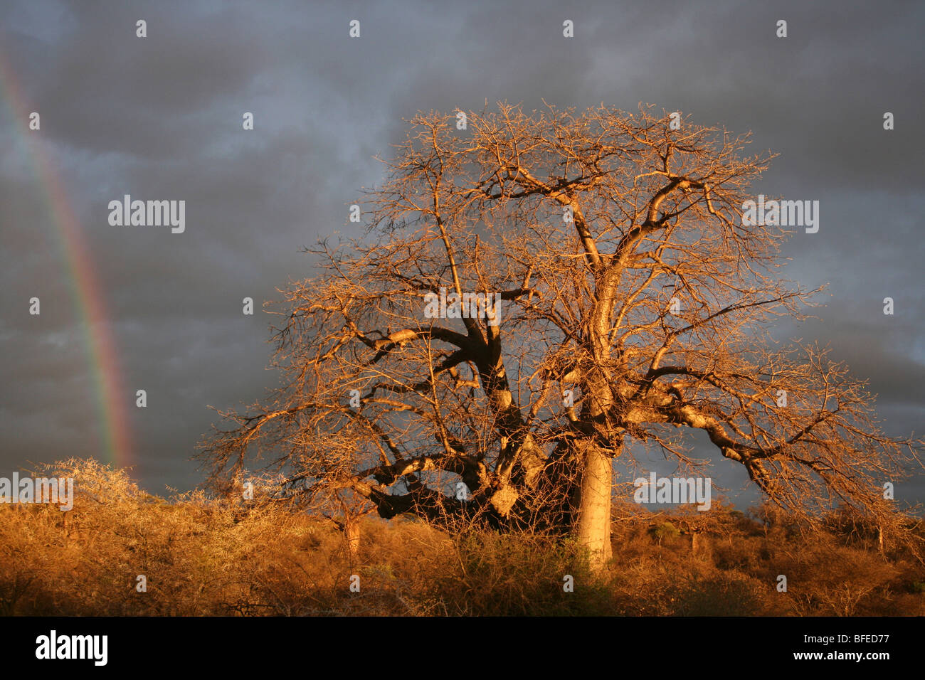 Baobab Adansonia digitata avec un ciel orageux et arc-en-ciel, pris près de Yaeda Chini, Tanzanie Banque D'Images