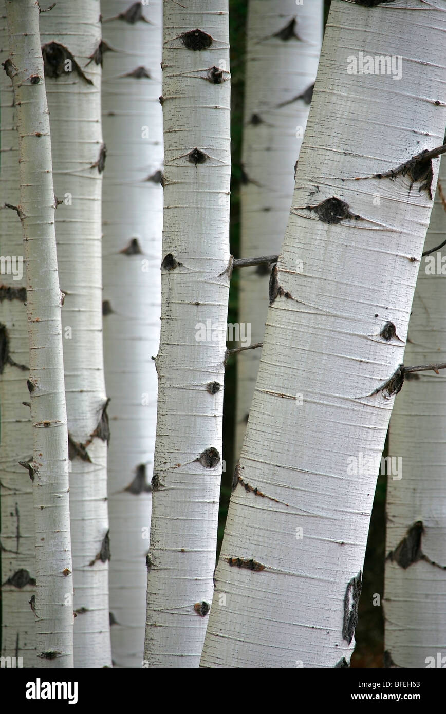 Close-up de troncs d'arbres dans la région de aspen grove en Alberta, Canada Banque D'Images