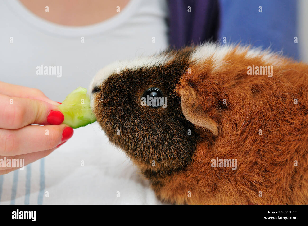 Tension entre l'homme et l'animal. Banque D'Images