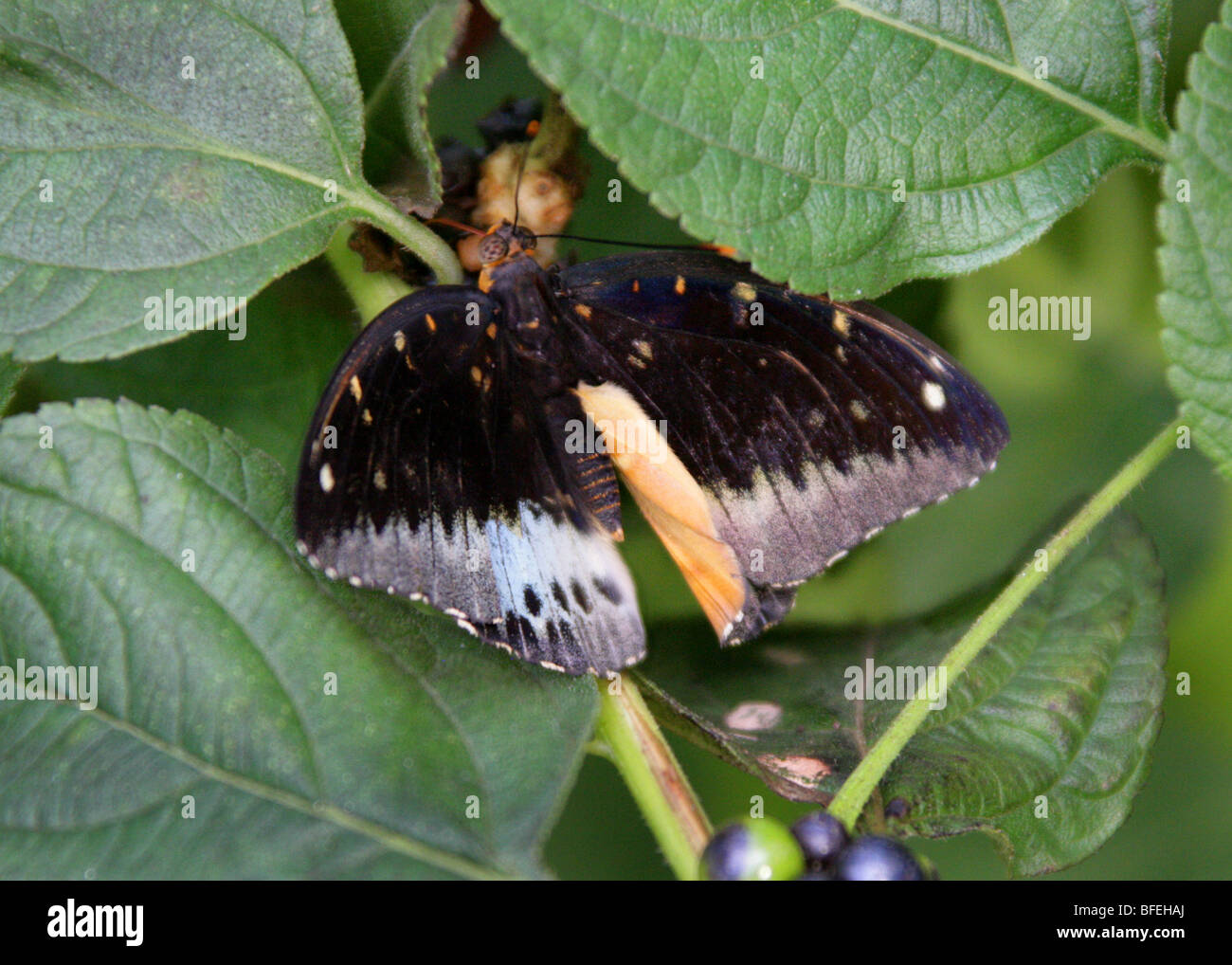 L'Archiduc ou Hill l'Archiduc, Lexias dirtea (Euthalia dirtea, Adolius dirtea), Nymphalidae, de l'Asie du Sud. (Mâle). Banque D'Images