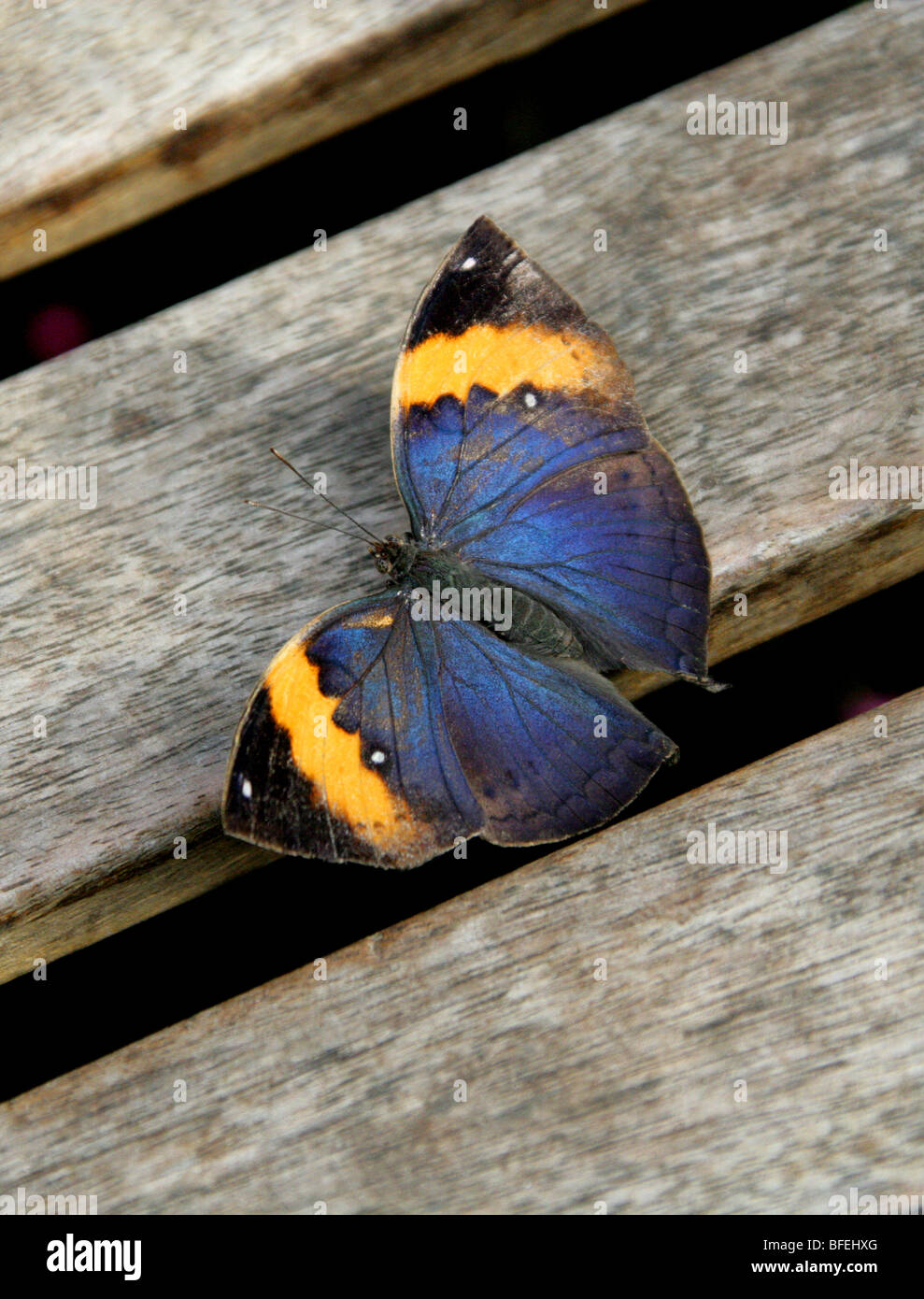 Feuille d'Indien, Papillon Kallima inachus, Nymphalidae (femelle). Banque D'Images