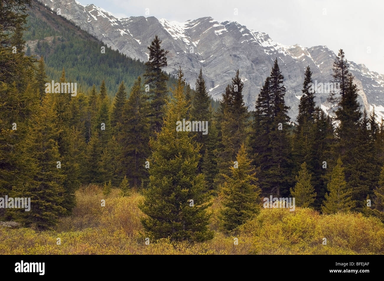 La gamme des wapitis et les prairies près de col de la rivière Highwood, Kananaskis, Alberta, Canada Banque D'Images