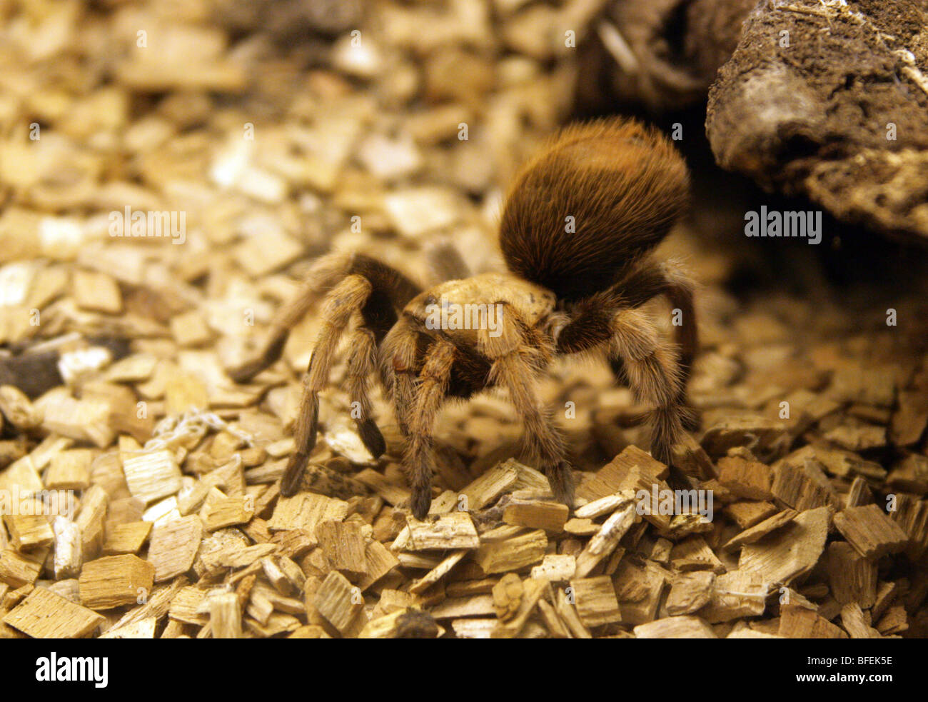 New River Rust Rump Tarantula Spider, Aphonopelma sp., l'Amérique centrale Banque D'Images