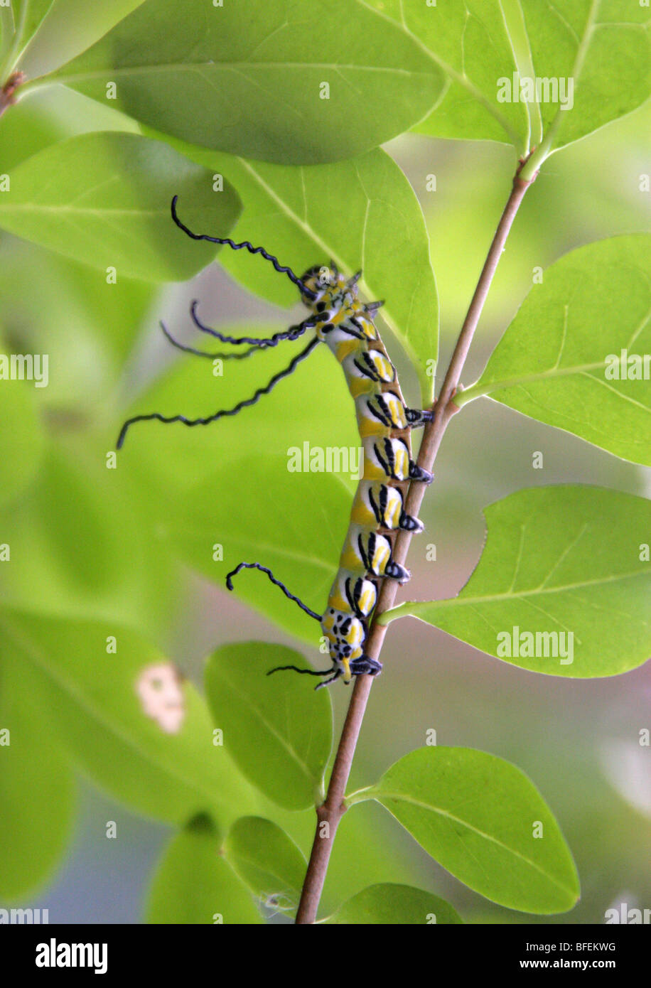 Caterpillar du Brahmaea wallichii Moth. Brahmaeidae, lépidoptères. Au nord de l'Inde, le Myanmar, la Chine, Taïwan et le Japon. Banque D'Images