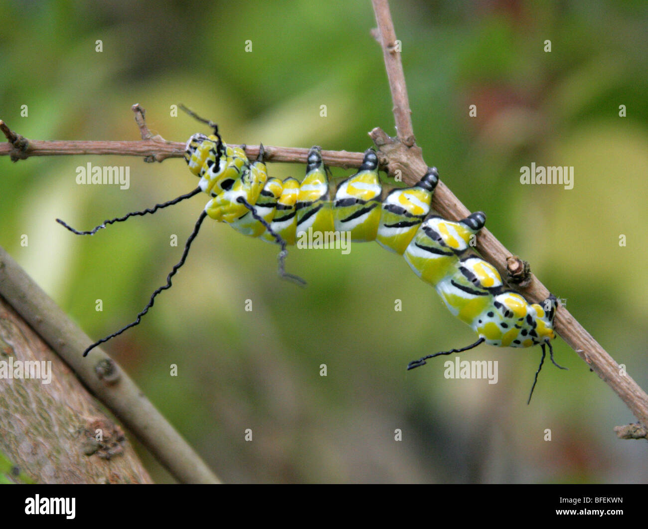 Caterpillar du Brahmaea wallichii Moth. Brahmaeidae, lépidoptères. Au nord de l'Inde, le Myanmar, la Chine, Taïwan et le Japon. Banque D'Images