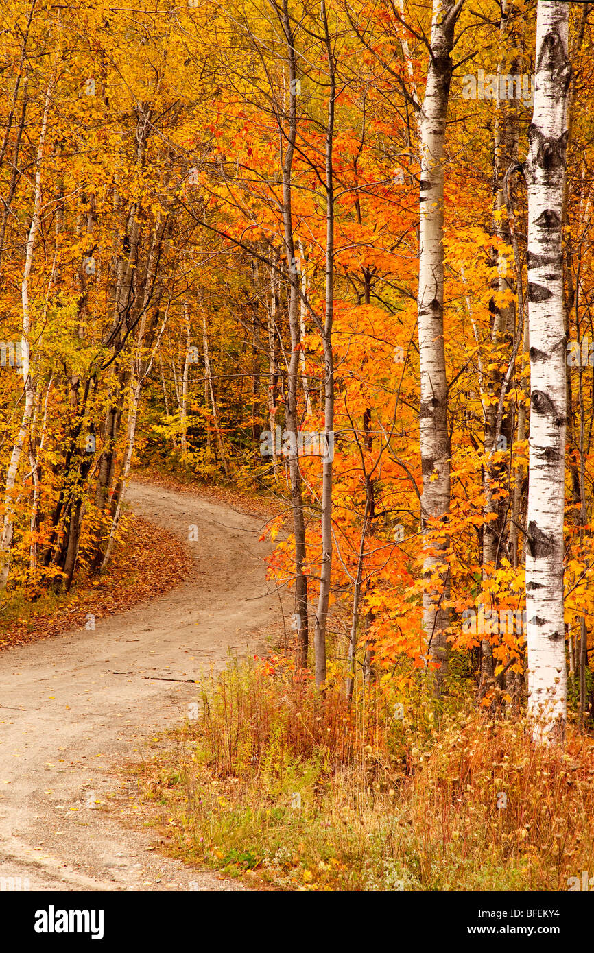 Sentier de l'automne dans les bois près de Stowe au Vermont USA Banque D'Images
