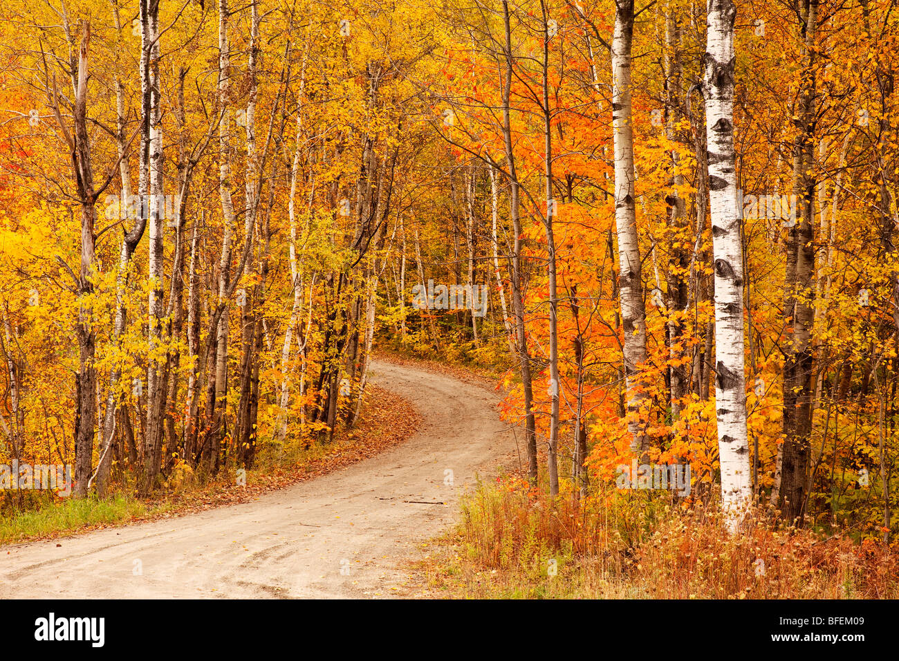 Sentier d'automne dans les bois près de Stowe, Vermont, États-Unis Banque D'Images