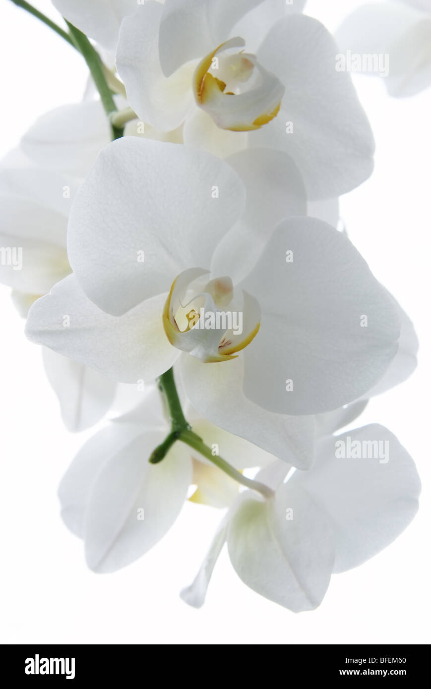 Orchidées blanc isolé sur fond blanc Banque D'Images