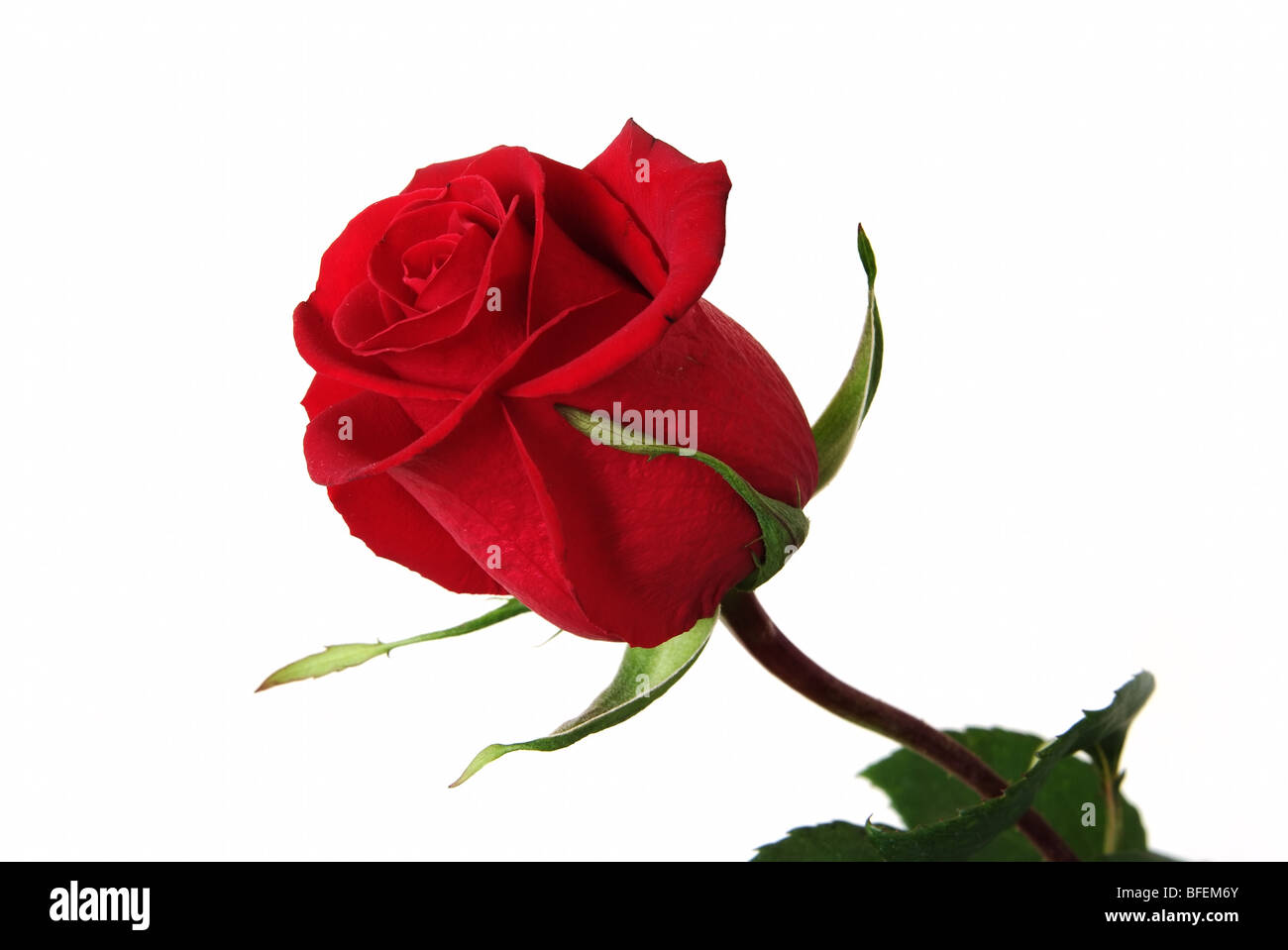 Belle rose rouge isolated on white Banque D'Images