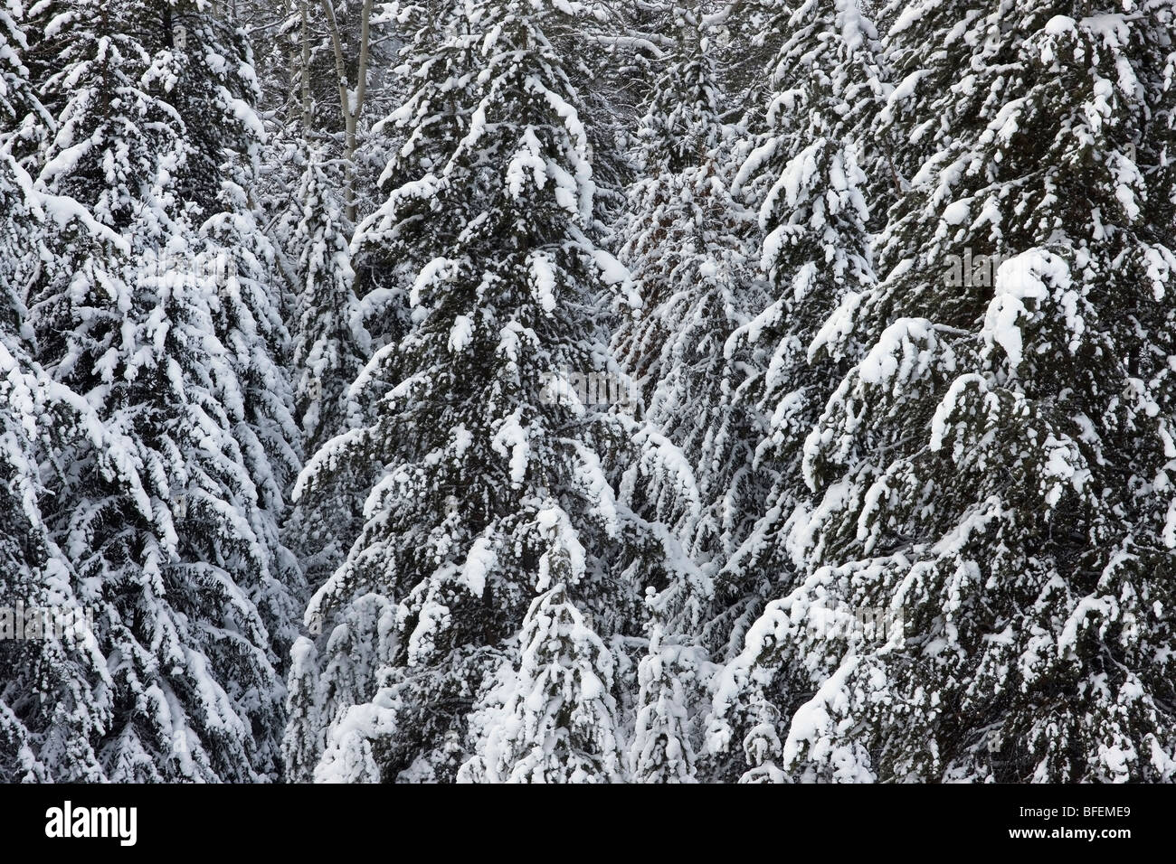 La forêt couverte de neige à Moose Meadows, Banff National Park, Alberta, Canada Banque D'Images