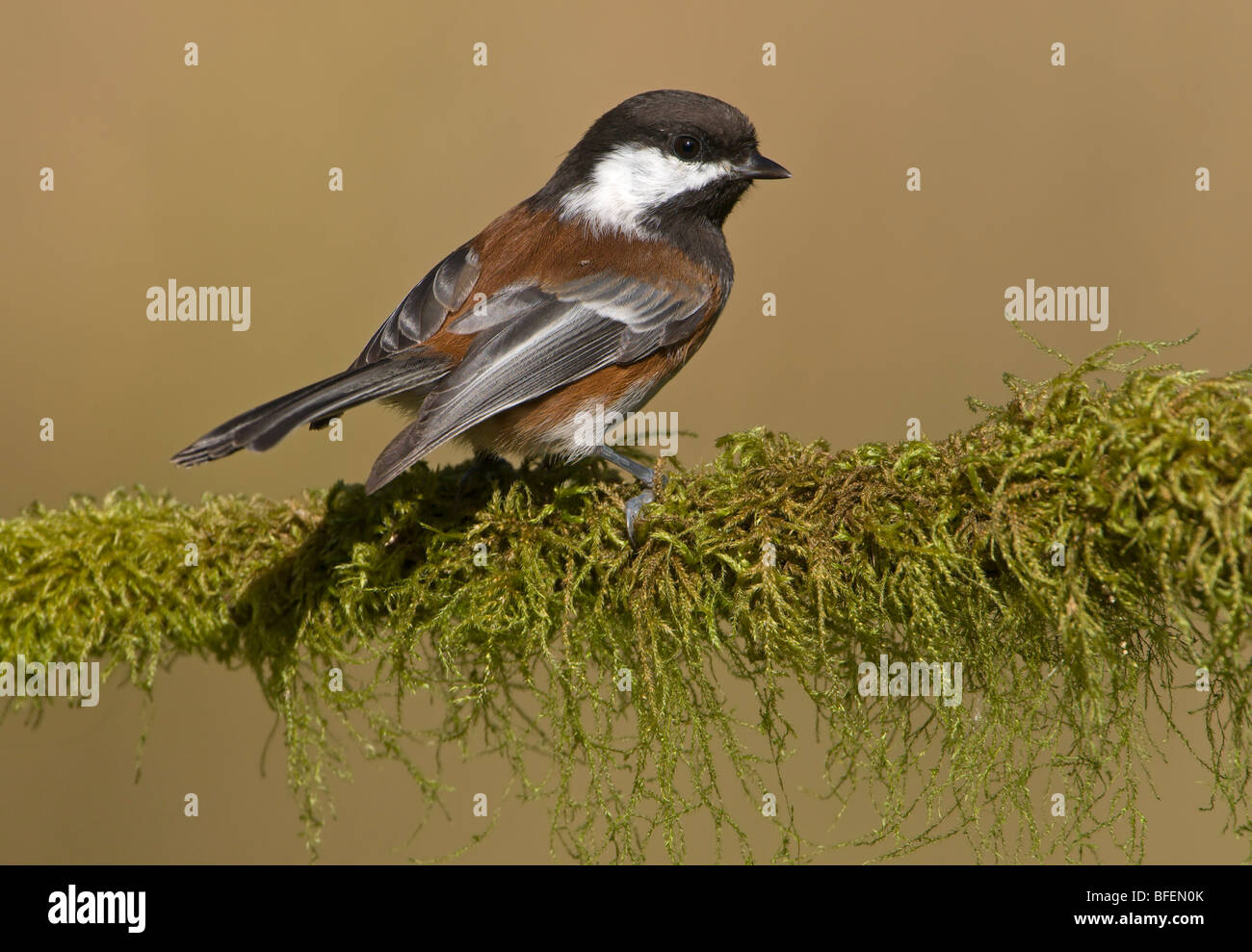 Mésange à dos (Poecile rufescens) sur perche moussue à Victoria, île de Vancouver, Colombie-Britannique, Canada Banque D'Images