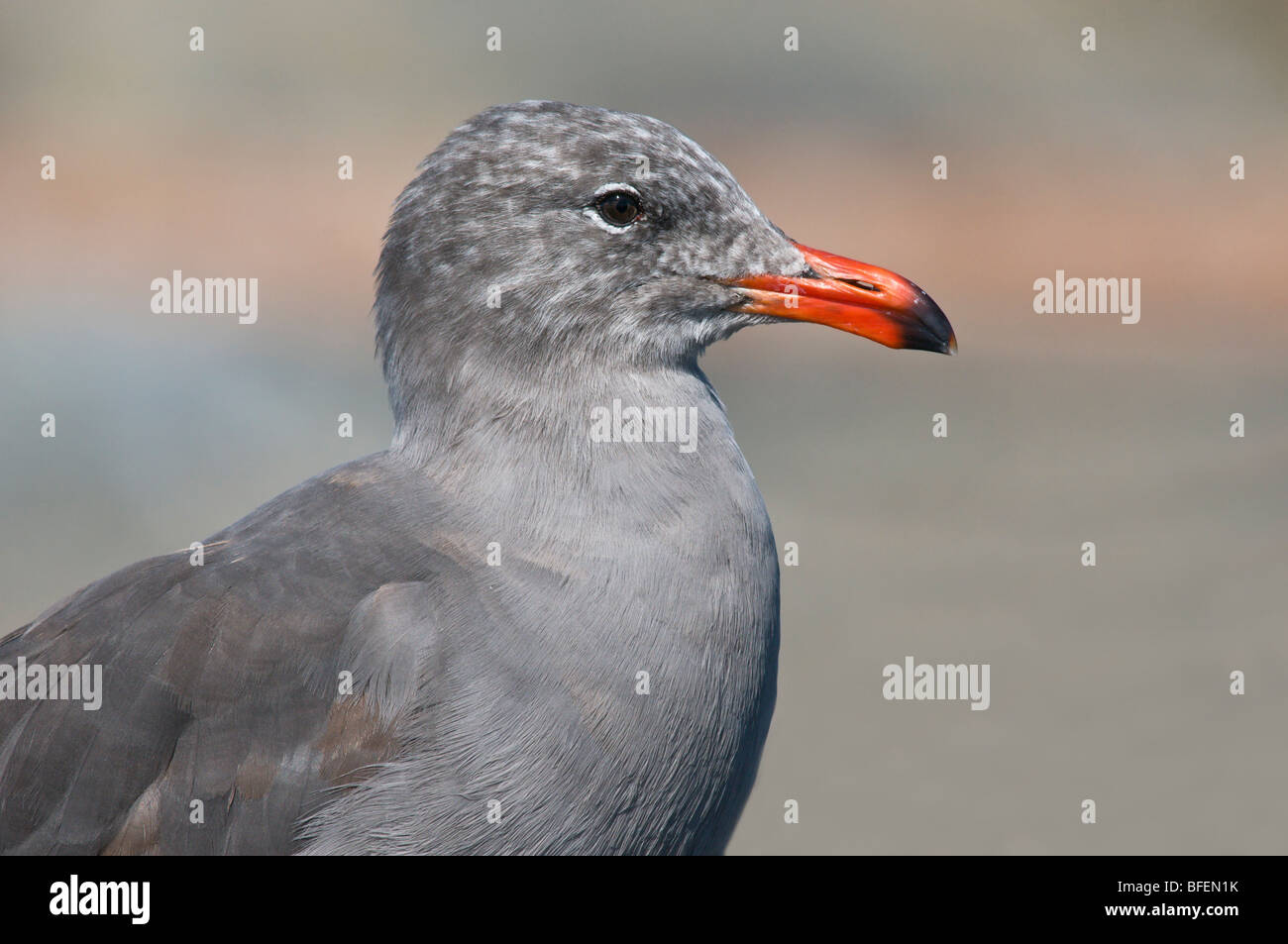 L'Heermann Gull (Larus heermanni) portrait, Victoria, île de Vancouver, Colombie-Britannique, Canada Banque D'Images