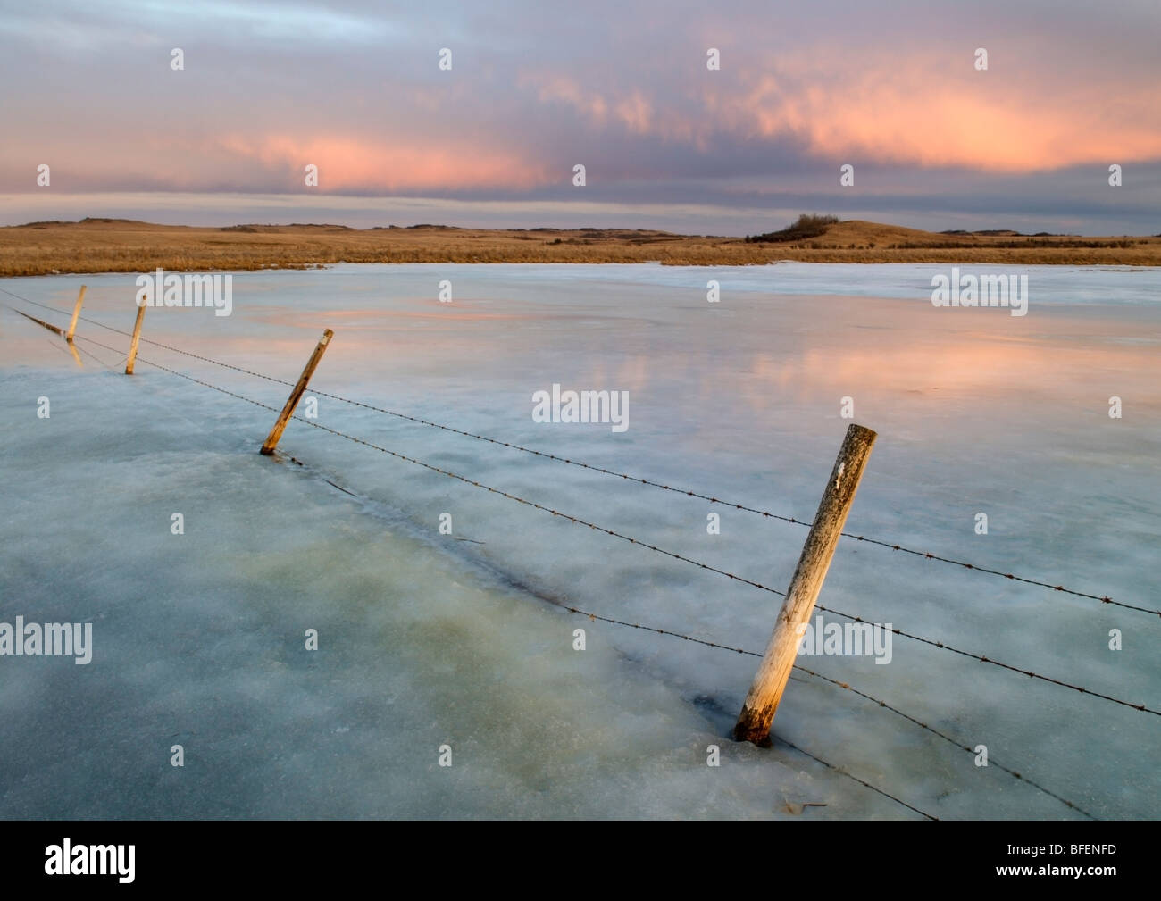 En clôture, le marécage gelé près de Cochrane, Alberta, Canada Banque D'Images