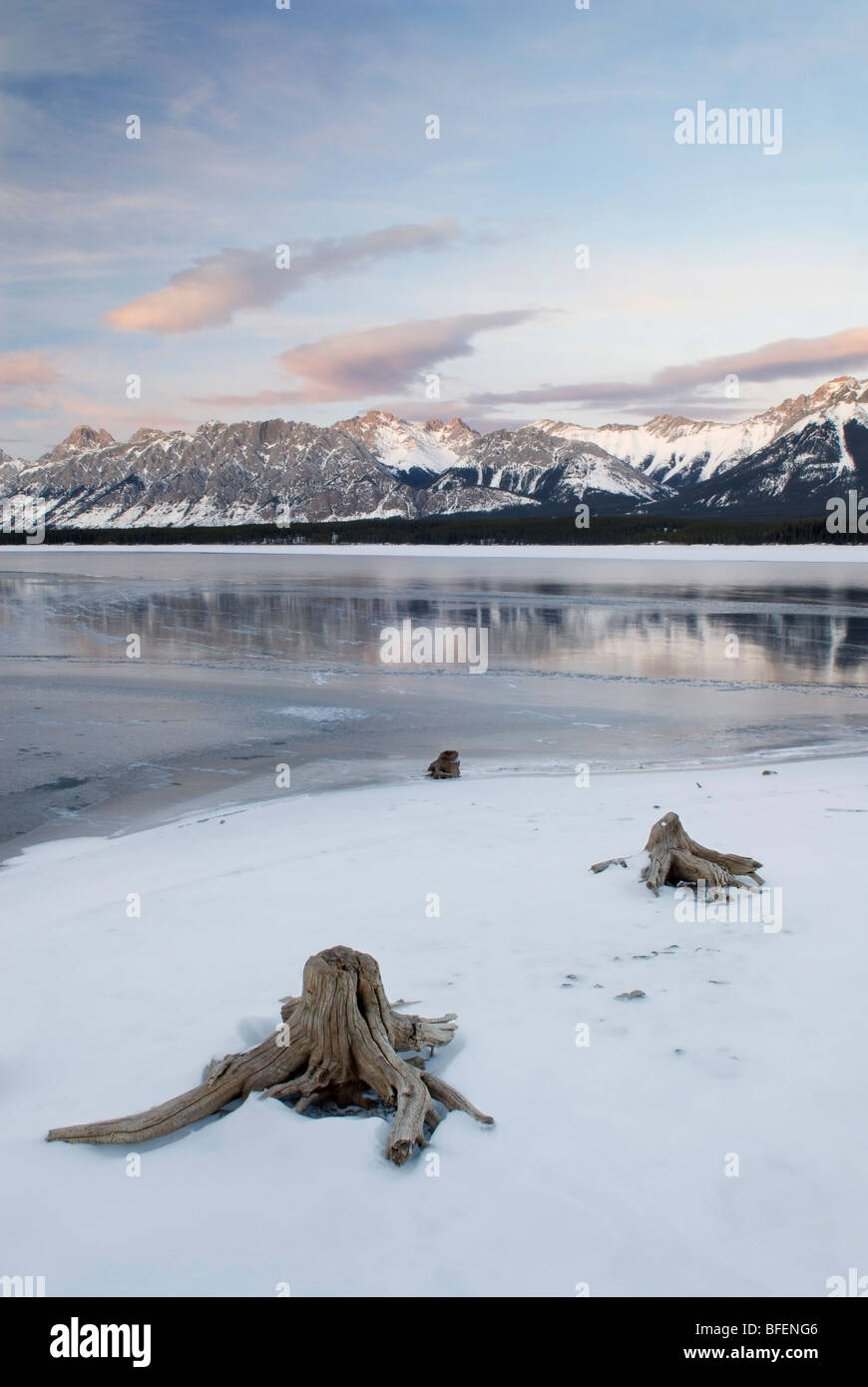 Les souches d'arbre, lac Lower Kananaskis, gamme Opale, Kananaskis, Alberta, Canada Banque D'Images