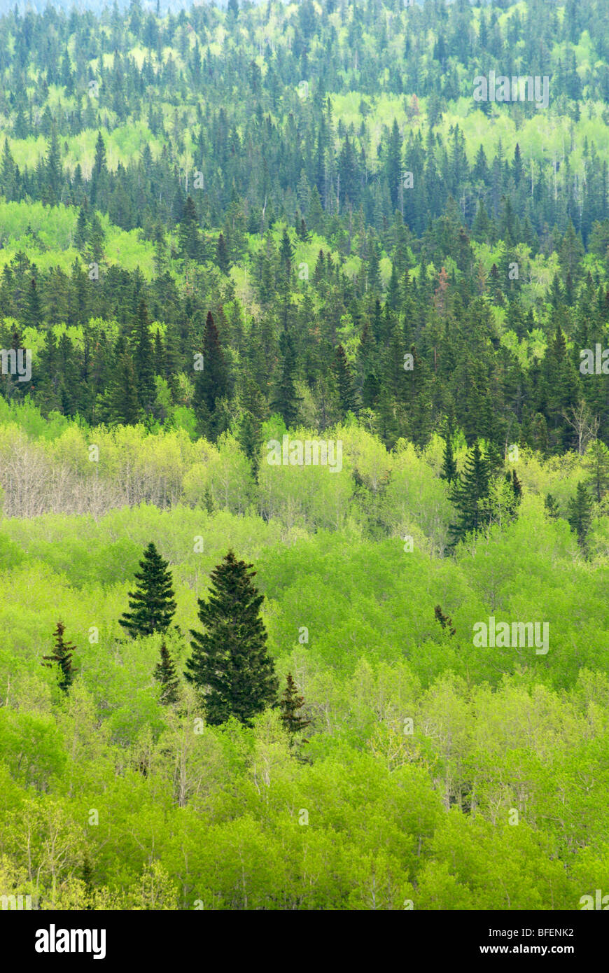 Forêt mixte, le parc provincial de Bow Valley, Kananaskis, Alberta, Canada Banque D'Images