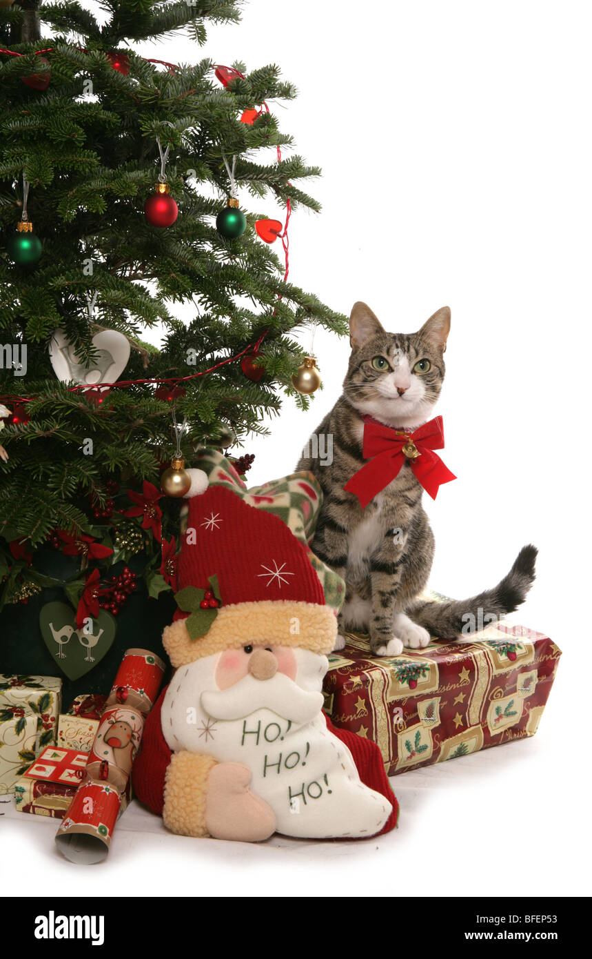 Chat De Noel Banque De Photographies Et D Images A Haute Resolution Alamy