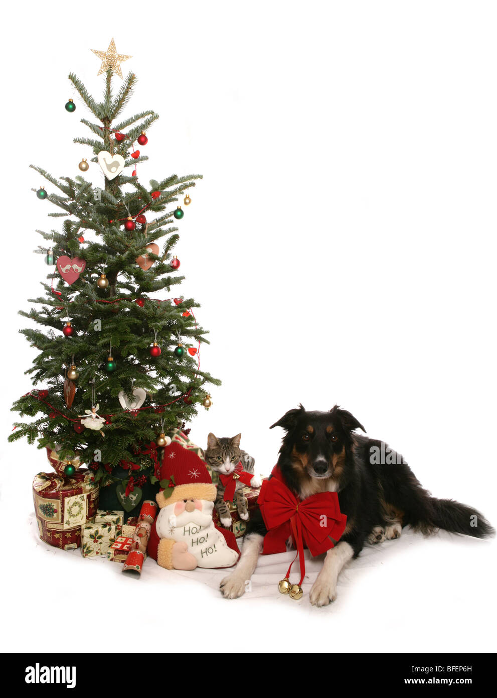 Noël Chien et Chat Chien et Chat fixant en vertu de l'arbre de Noël Studio Banque D'Images