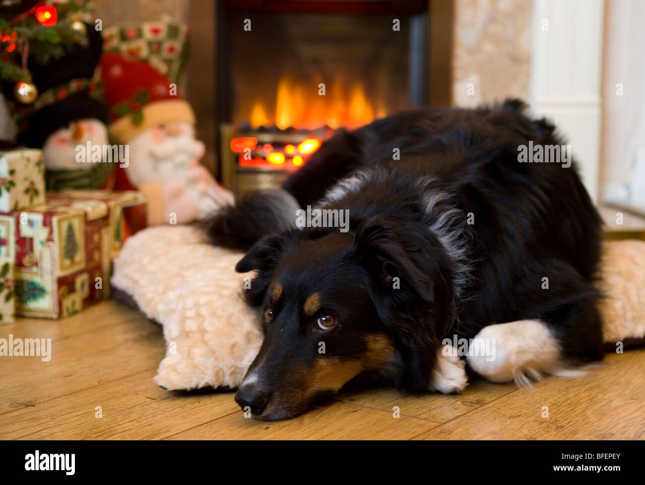 Par le feu au repos chien seul mâle adulte chien sous l'intérieur de l'arbre de Noël Banque D'Images