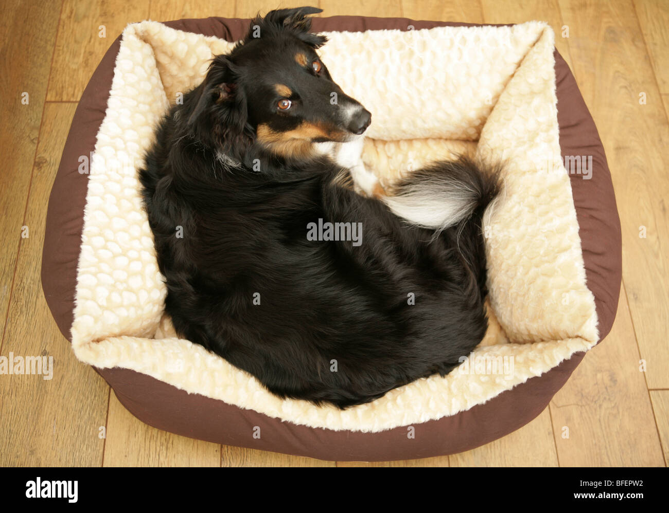 Border Collie Mongral seul mâle adulte en lit les chiens à l'intérieur Banque D'Images