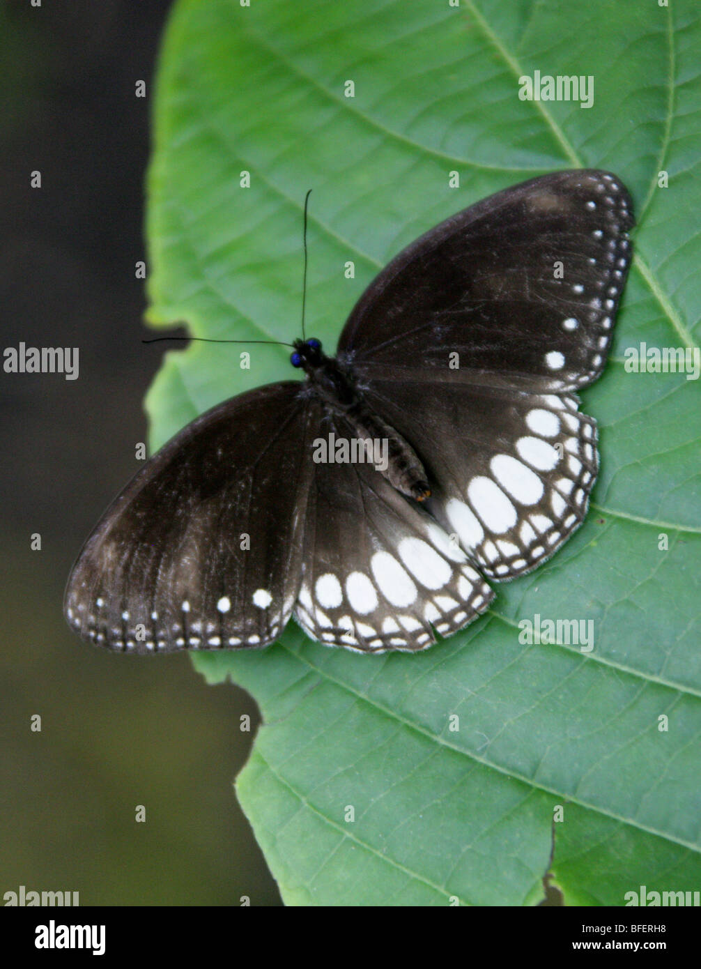 Noir et blanc papillon Nymphalid, Nymphalidae. Banque D'Images