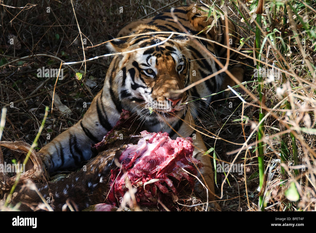 La consommation de proies dans le Kahana tigre le parc national de l'Inde Banque D'Images