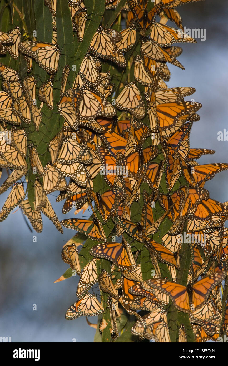 Les papillons monarques (Danaus plexippus) regroupés dans l'arbre d'eucalyptus, Pismo Beach, Californie, USA Banque D'Images