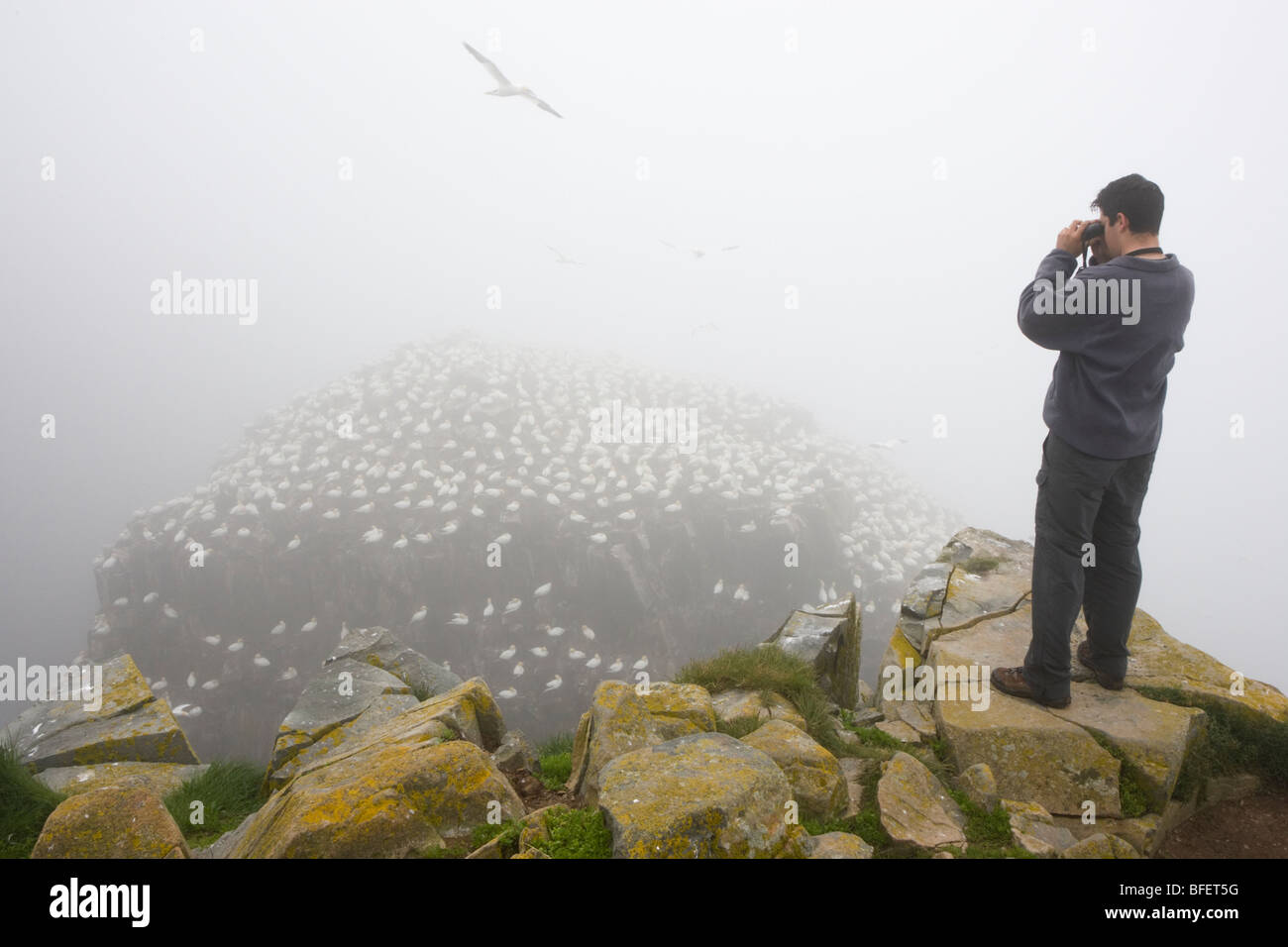 Observateur d'observation d'colonie de fous de Bassan (Morus bassanus) dans le brouillard Bird Rock Réserve écologique de Cape St. Mary's N Banque D'Images