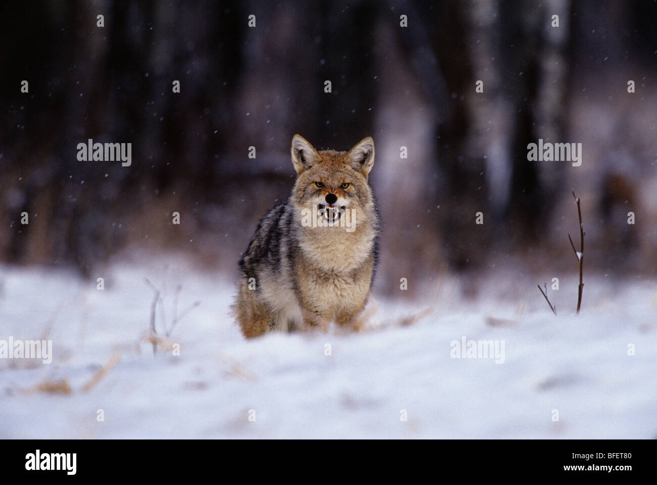 Le Coyote (Canis latrans) montrant le comportement, béant à la menace du parc national Elk Island, en Alberta, Canada Banque D'Images