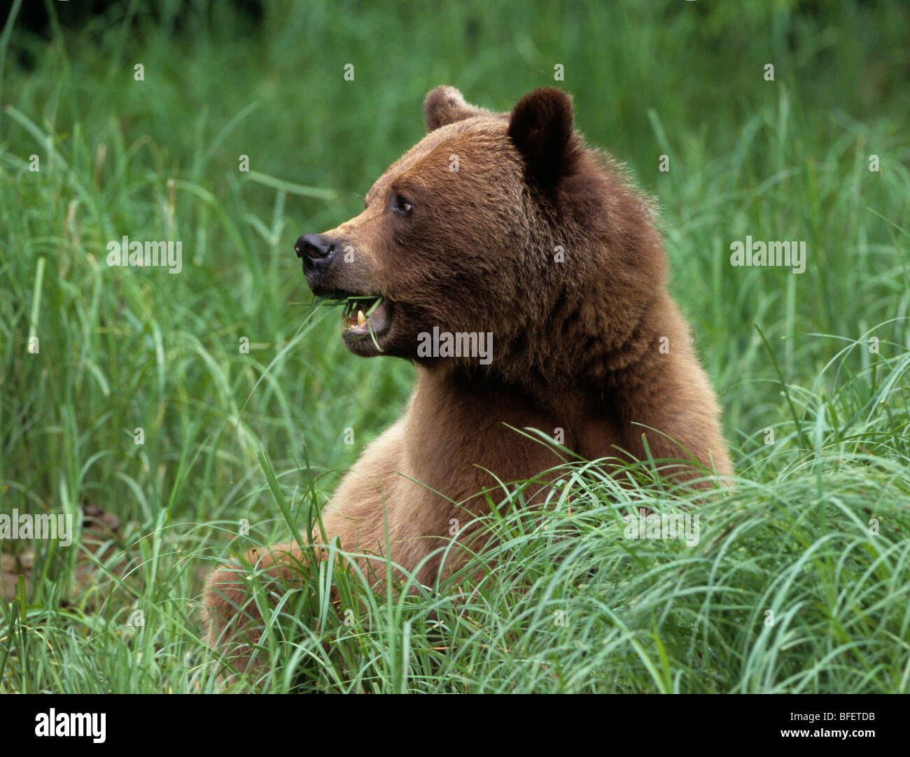 Femelle Grizzli (Ursus arctos horribilis) pâturage sur le carex de Lyngby Khutzeymateen Grizzly Bear Sanctuary Colombie-britannique Ca Banque D'Images